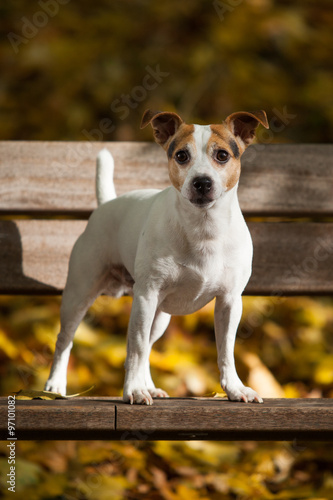 Amazing jack russell terrier in autumn