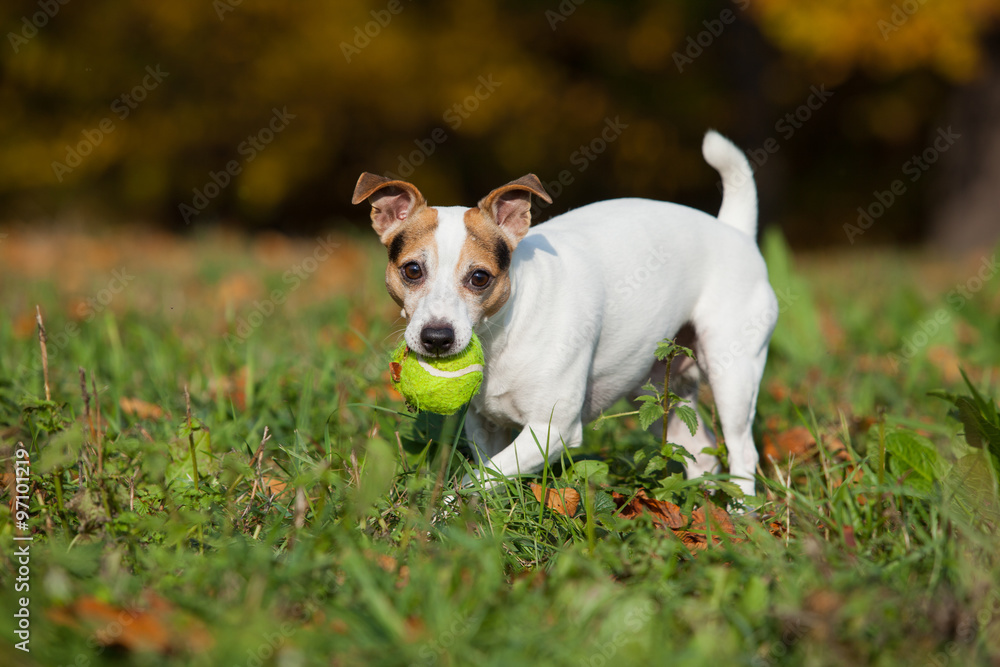Amazing jack russell terrier running in autumn