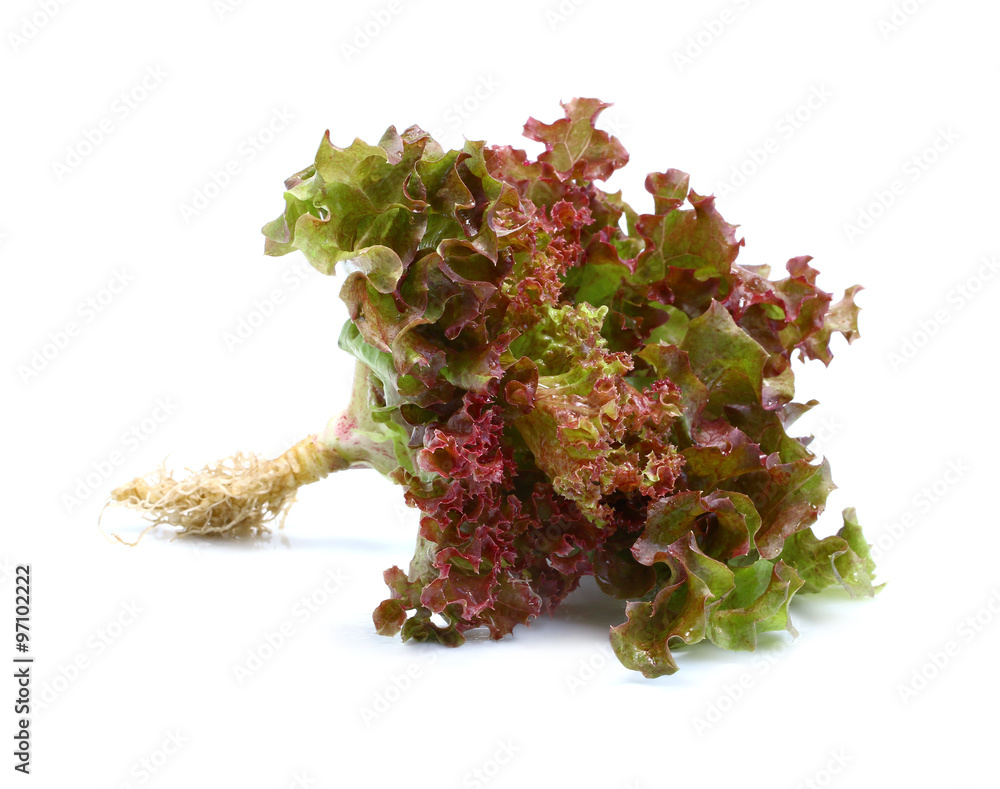 the sheet of curly violet lettuce against the white the sheet of curly violet lettuce against the white