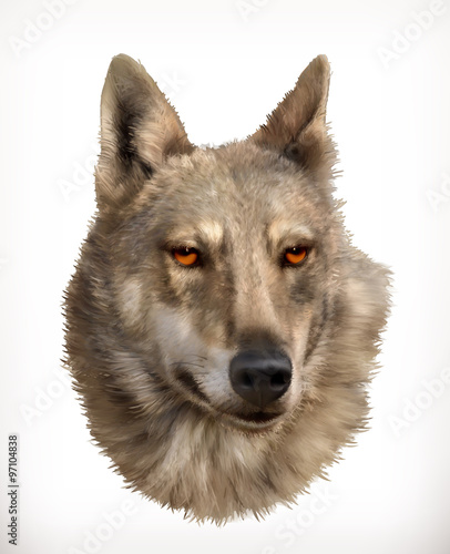 Wolf head  realistic vector illustration