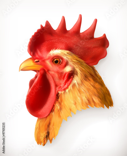 Rooster head, realistic vector illustration