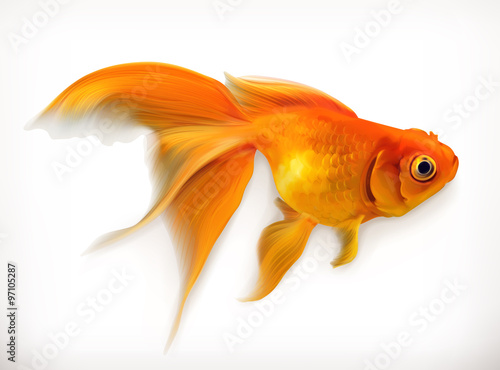Goldfish, realistic vector illustration