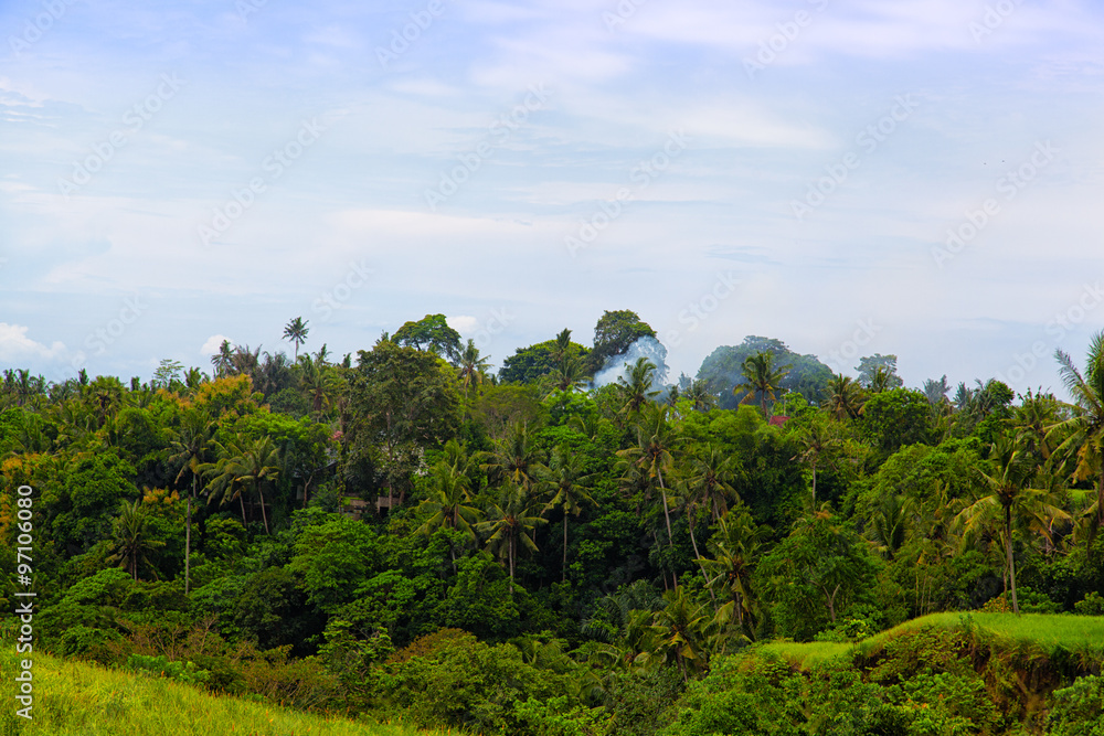 Fototapeta premium tropical jungle on the island of Bali, Indonesia