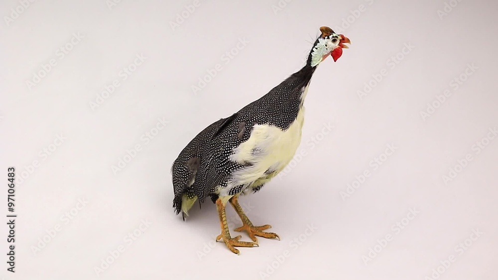 Guinea fowls (Numida meleagris) isolated on a white background in studio. Guinea fowls (Numida meleagris) isolated on a white background in studio.