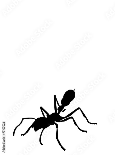ant2 
