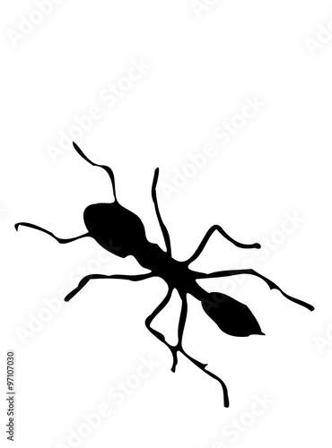 ant 