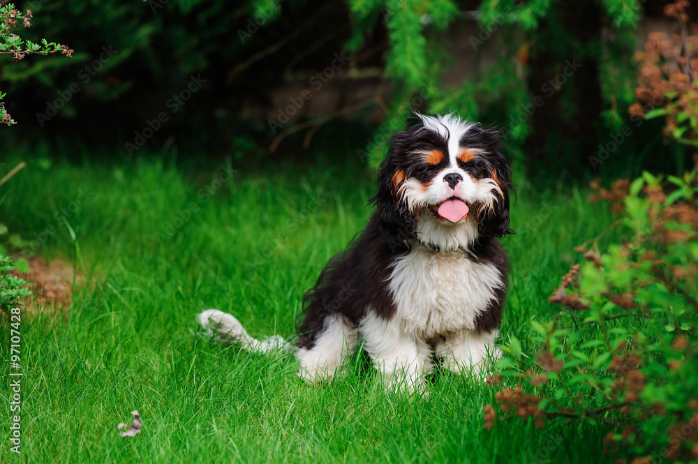 young funny tricolor cavalier cavalier king charles spaniel dog on green lawn in summer young funny tricolor cavalier cavalier king charles spaniel dog on green lawn in summer
