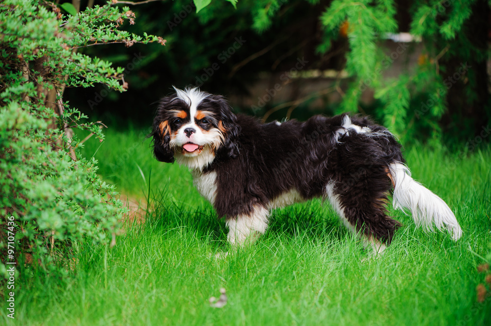 young funny tricolor cavalier cavalier king charles spaniel dog on green lawn in summer