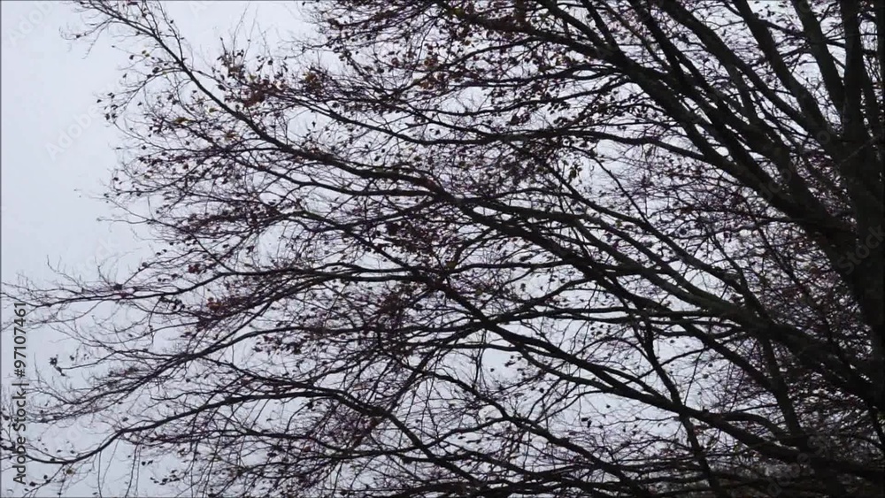 Starker Wind bläst durch kahle Äste im Spätherbst Starker Wind bläst durch kahle Äste im Spätherbst
