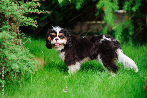 young funny tricolor cavalier cavalier king charles spaniel dog on green lawn in summer