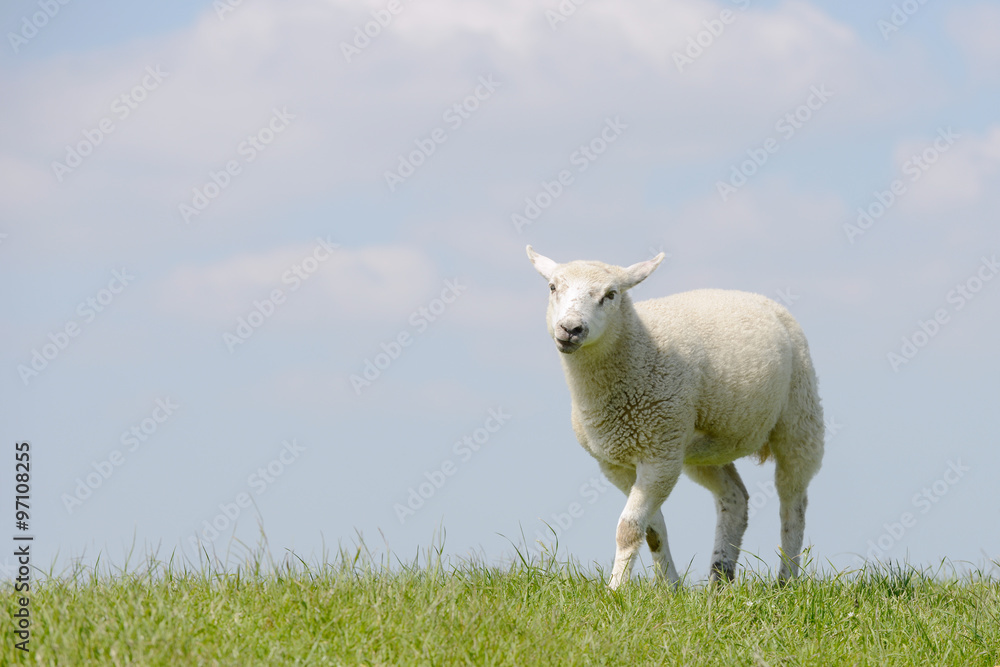 Lamm steht auf der Wiese