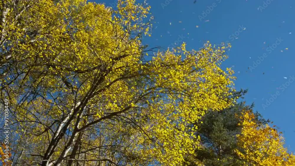 Video clip with falling autumn leaves flying in the wind. Video clip with falling autumn leaves flying in the wind.
