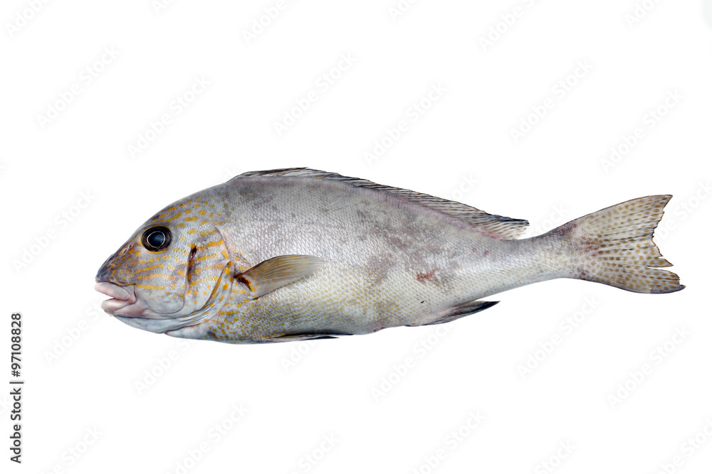 Fototapeta premium Fresh red snapper