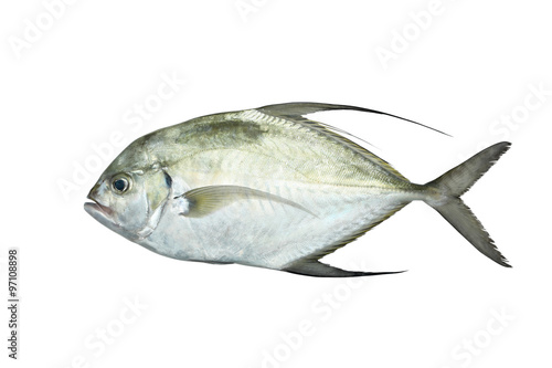 Fototapeta Naklejka Na Ścianę i Meble -  Fresh fish