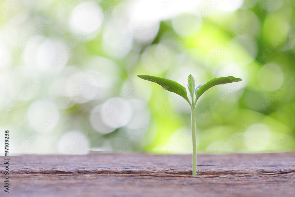 Growing plant on wooden table Growing plant on wooden table