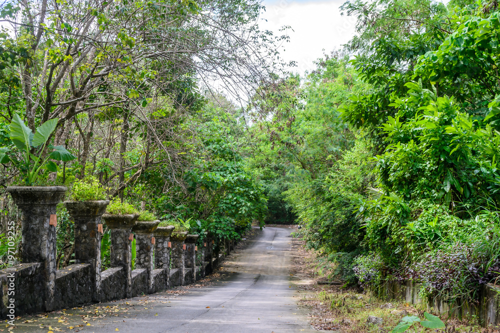 road cement with trees , Phuket in Thailand road cement with trees , Phuket in Thailand
