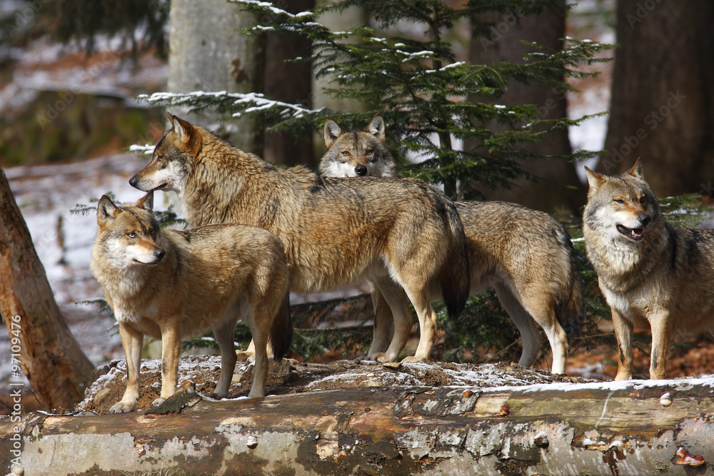 Fototapeta premium EUROPEAN WOLF, canis lupus