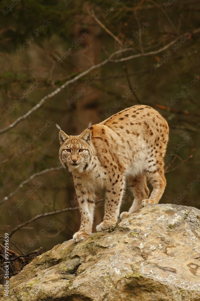 Fototapeta premium Eurasian Lynx (Lynx lynx)