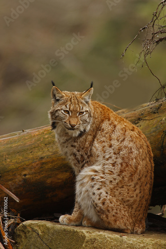 Eurasian Lynx (Lynx lynx) © Reise-und Naturfoto