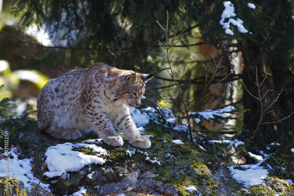 Fototapeta premium Eurasian Lynx (Lynx lynx)
