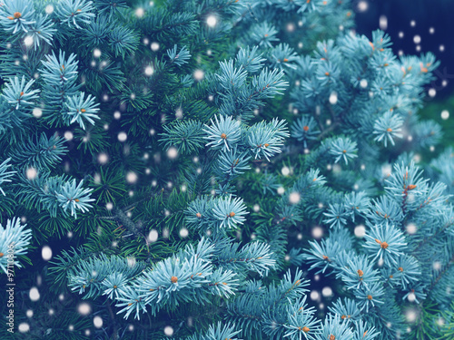 Blue spruce background with snow christmas magic toned effect greeting card