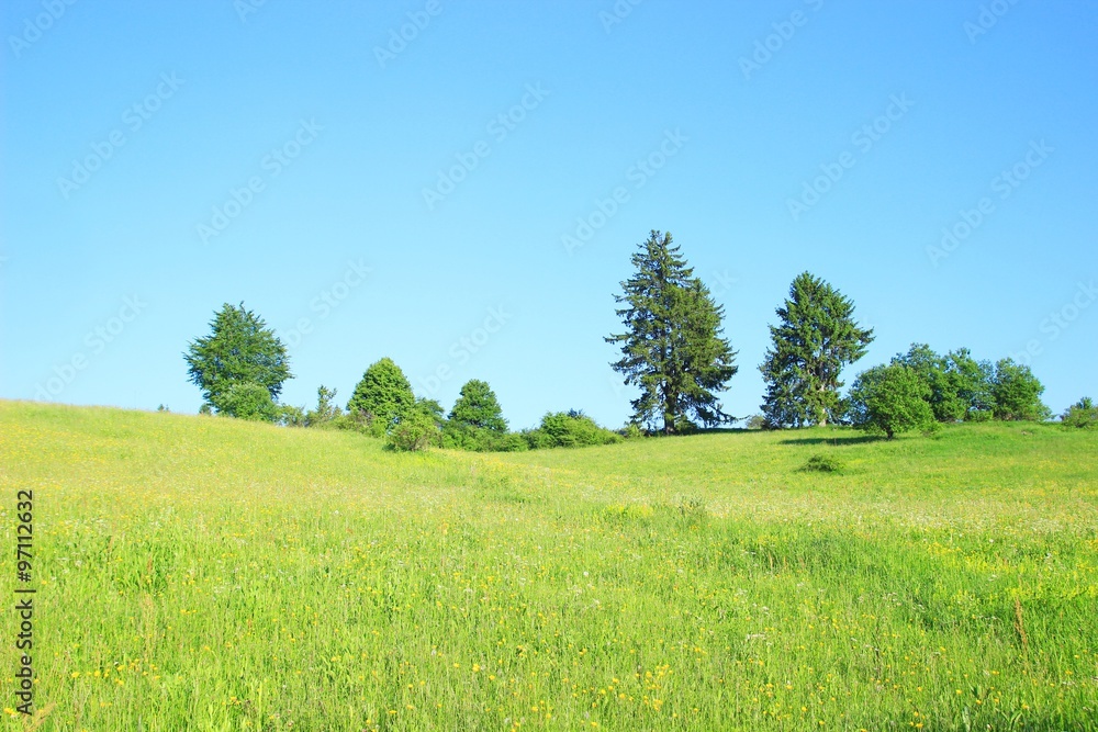 Fototapeta premium Pine trees and green meadow in summer