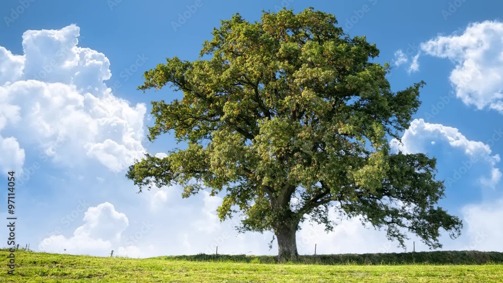 a tree in the meadow