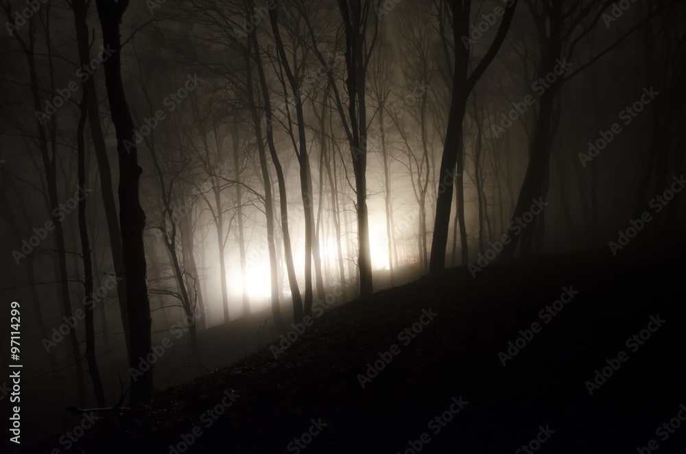 mysterious light in fantasy forest at night mysterious light in fantasy forest at night