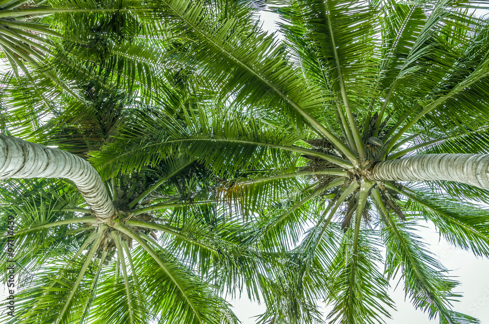 branches of coconut palms under blue sky branches of coconut palms under blue sky