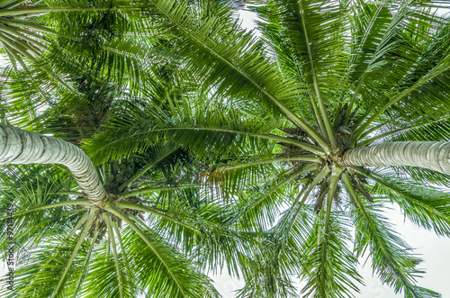 branches of coconut palms under blue sky