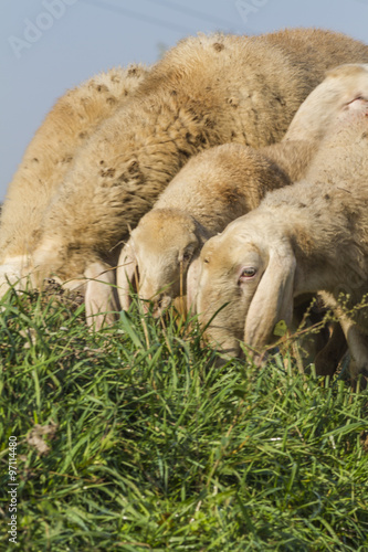 flock of sheep © spetenfia