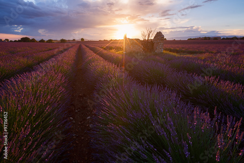 Fototapeta Naklejka Na Ścianę i Meble -  Champs de lavandes, plateau de Valensole, FRance