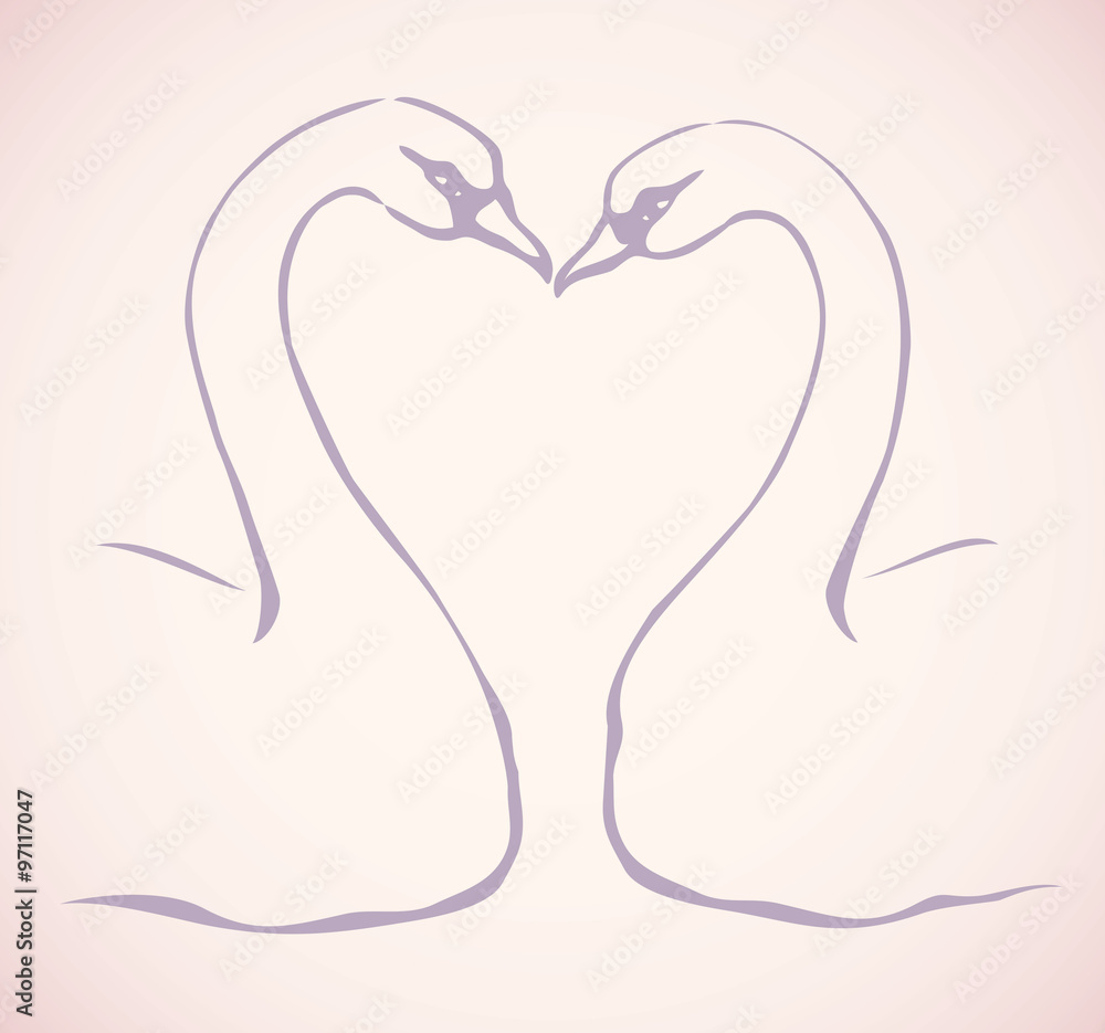 Pair of graceful swans. Vector drawing Pair of graceful swans. Vector drawing
