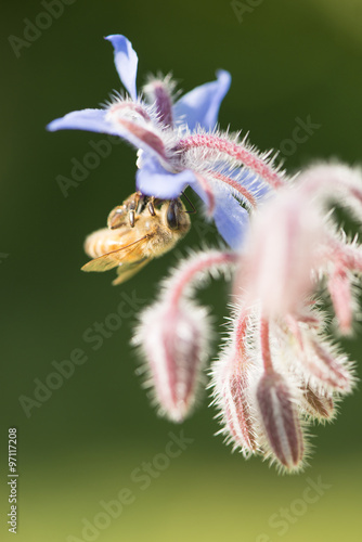 Honey bee and flower in summer garden