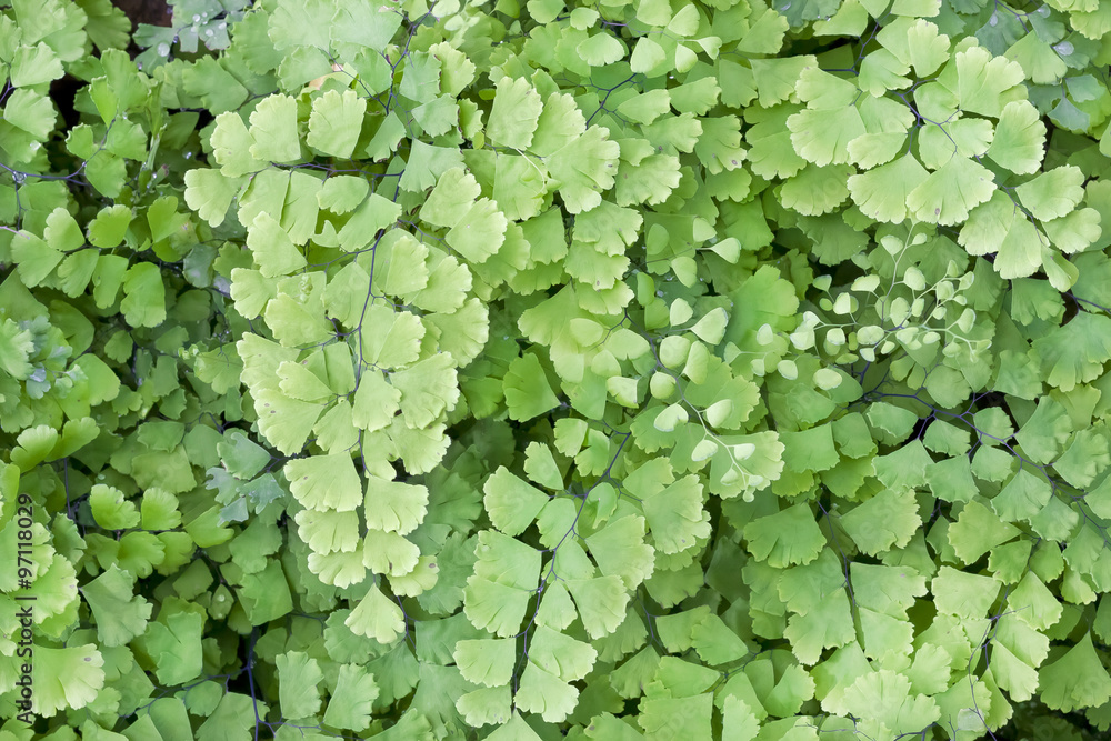 Garden fern (Asplenium Onopteris) Garden fern (Asplenium Onopteris)