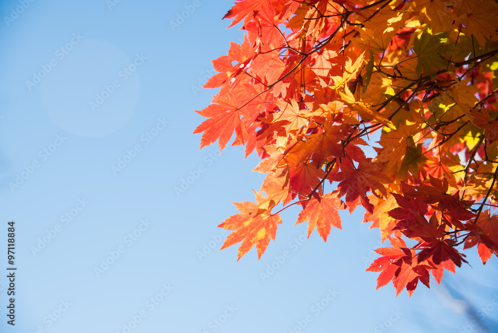 maple tree with colorful autumn leaves maple tree with colorful autumn leaves