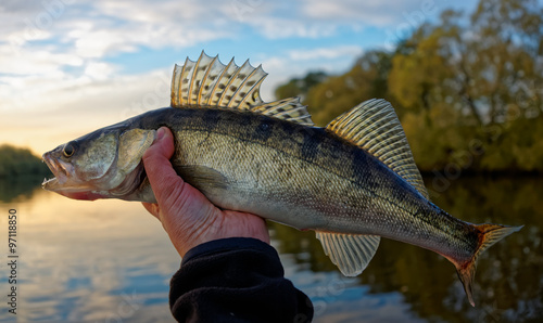 Walleye in fisherman's hand, sunset