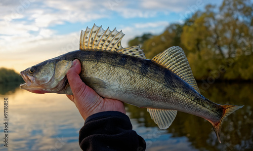 Foto Walleye in fisherman's hand, sunset
