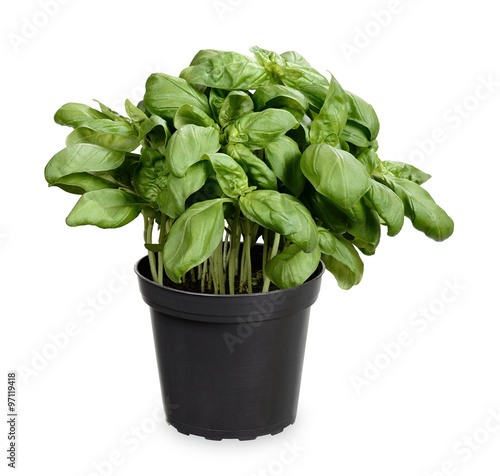 Basilikum Pflanze photo