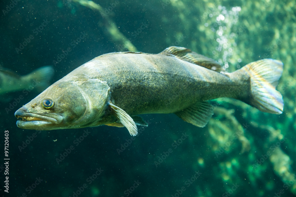 Underwater World – Sander Fish (Pike-Perch) Underwater World – Sander Fish (Pike-Perch)