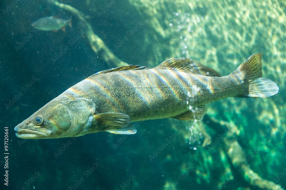 Fototapeta premium Zander