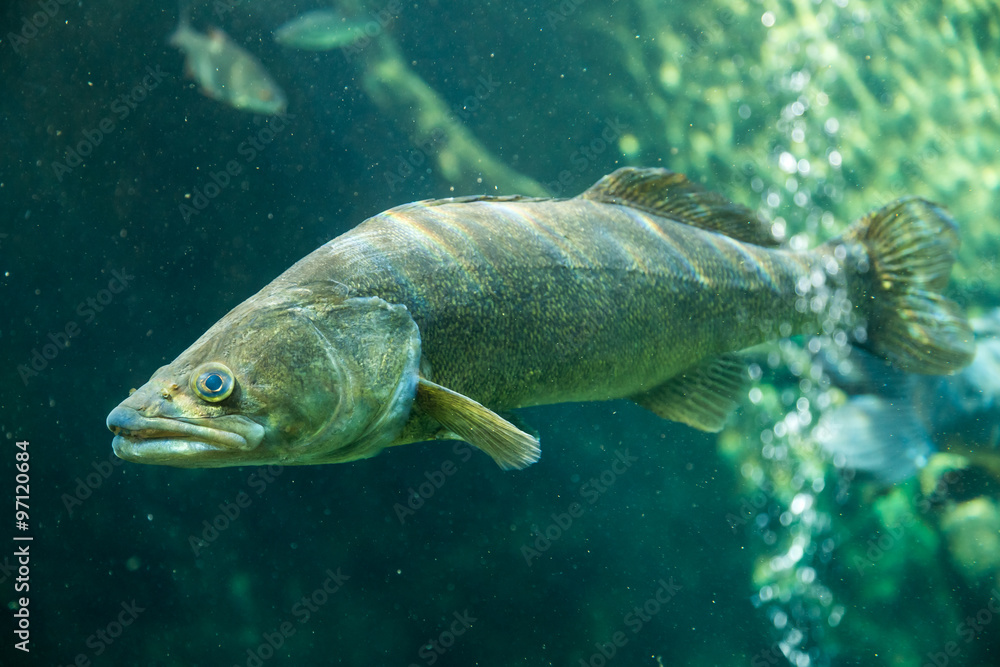 Underwater World – Sander Fish (Pike-Perch) Underwater World – Sander Fish (Pike-Perch)
