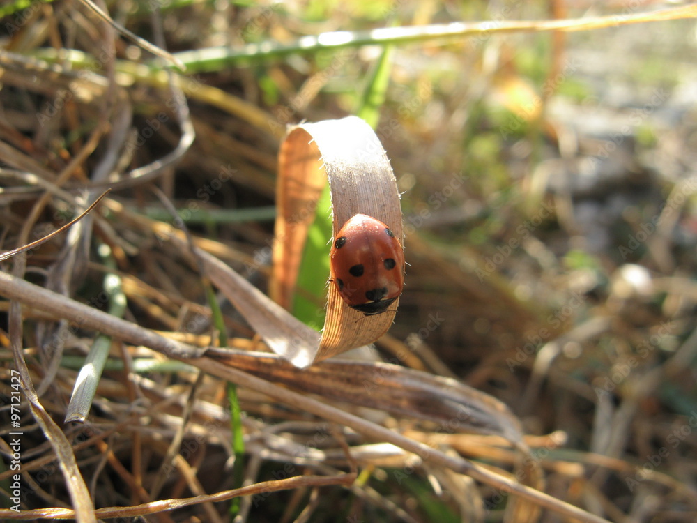 Obraz premium Mala biedronka