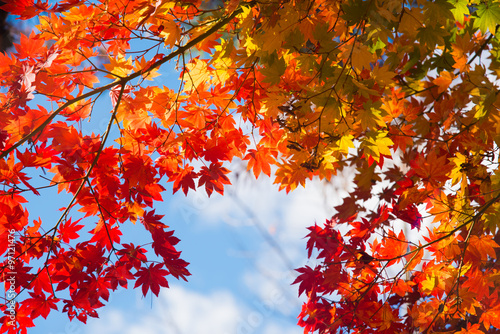 maple tree with colorful autumn leaves