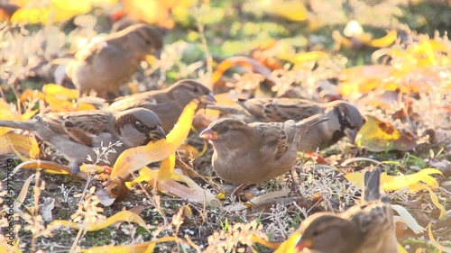Birds. Flock of sparrows peck food on meadow.  Slow motion 240 fps. 