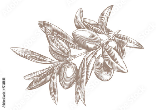 Olive branch with berries and leaves