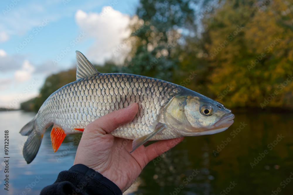 Chub in fisherman's hand Chub in fisherman's hand