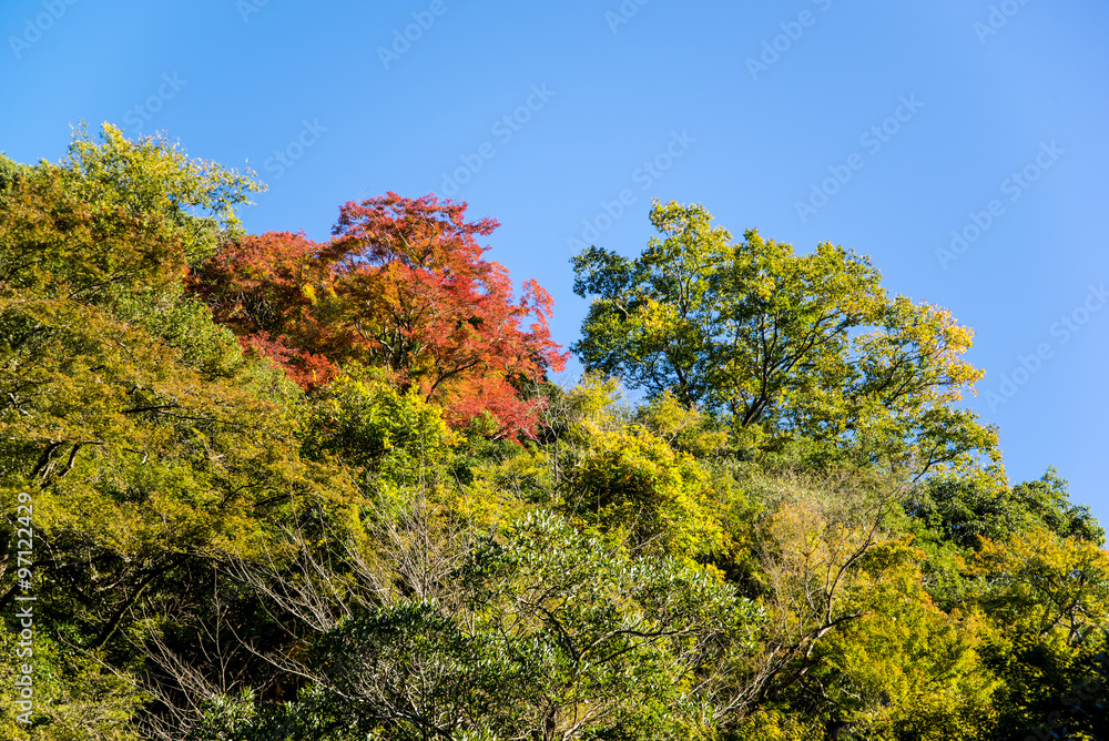 ,Colorful leaf and branch in autumn at japan