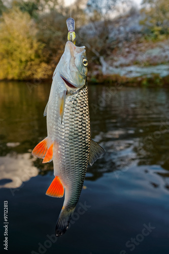 Chub with plastic bait in mouth against river landscape