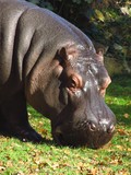 portrait of big hippopotamus pasturing outdoors
